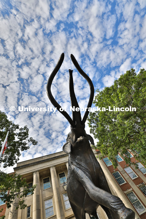 Archie against the morning sky. City Campus. June 2, 2023. Photo by Craig Chandler / University Communication.
