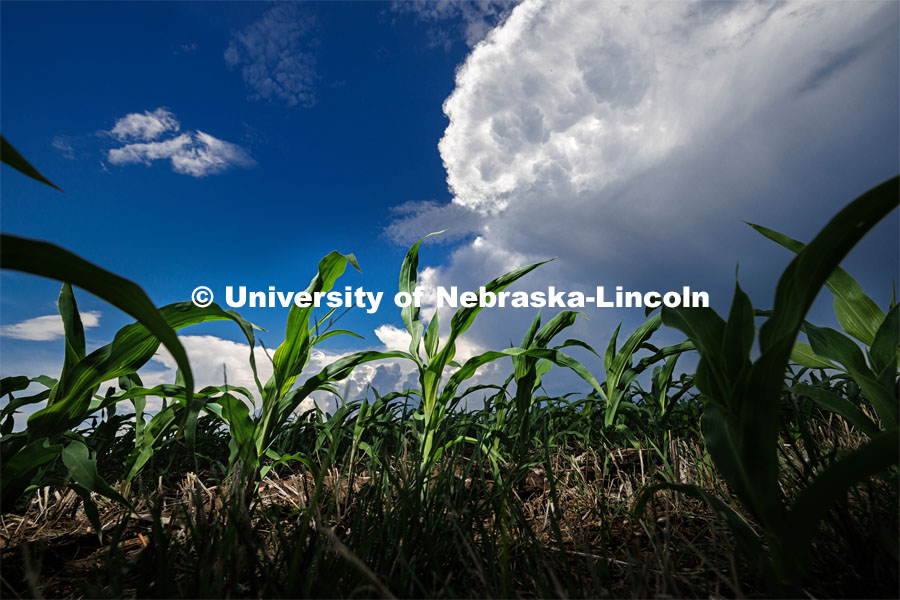 A line of thunderstorms builds up behind new corn awaiting the rain. June 2, 2023. Photo by Craig Chandler / University Communication. 