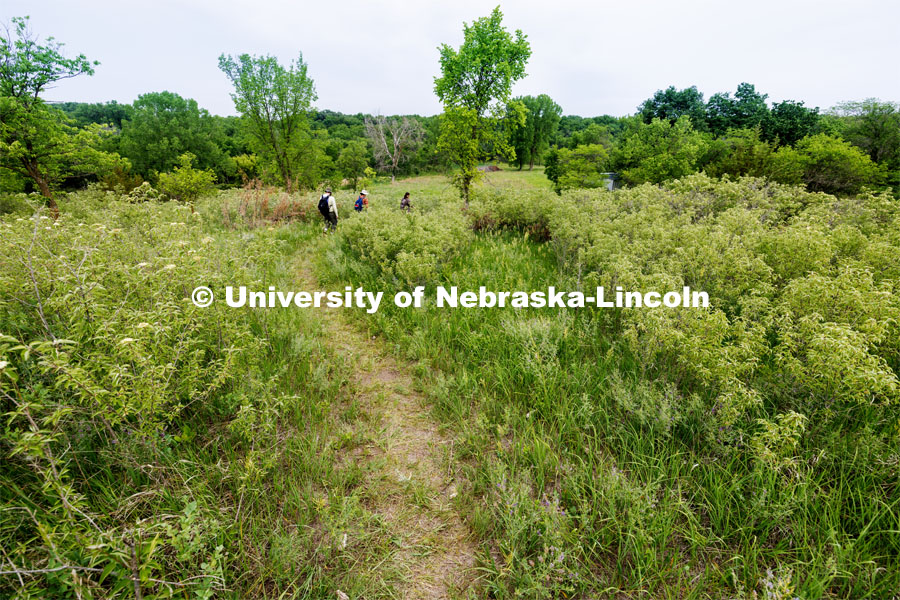 Anthropology students walk the trail back to the classroom building at lunch time. LuAnn Wandsnider is leading anthropology and forensic anthropology digs at the Reller Prairie in southwest Lancaster County. June 9, 2023. Photo by Craig Chandler / University Communication.