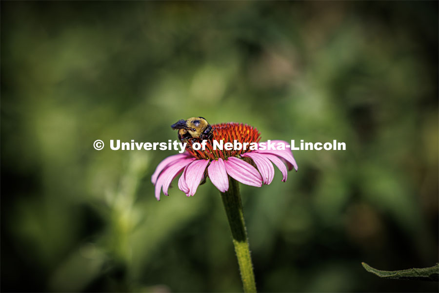 Bumblebees on cone flowers outside of Love Library. June 26, 2023. Photo by Craig Chandler / University Communication.