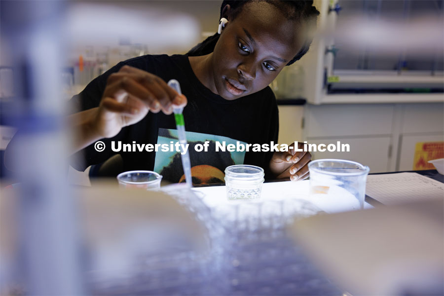 Riada Riyangow, an incoming UNL freshman from Lincoln, who plans to study biology, works in Professor Clay Cressler’s lab. University of Nebraska-Lincoln’s “STEM-POWER Research Program: Empowering students from the start with Purpose, Ownership, and Well-being as they Engage in research Relationships”. June 28, 2023. Photo by Craig Chandler / University Communication.