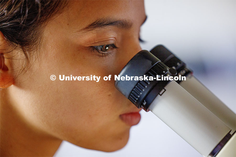 Maricela Zamora, an incoming UNL freshman from Lincoln, works on her research. University of Nebraska-Lincoln’s “STEM-POWER Research Program: Empowering students from the start with Purpose, Ownership, and Well-being as they Engage in research Relationships”. June 28, 2023. Photo by Craig Chandler / University Communication.