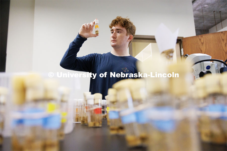 Sam Mackley, a junior biology major from Hershey, Nebraska, looks over fruit fly samples while working on his summer research. June 28, 2023. Photo by Craig Chandler / University Communication.