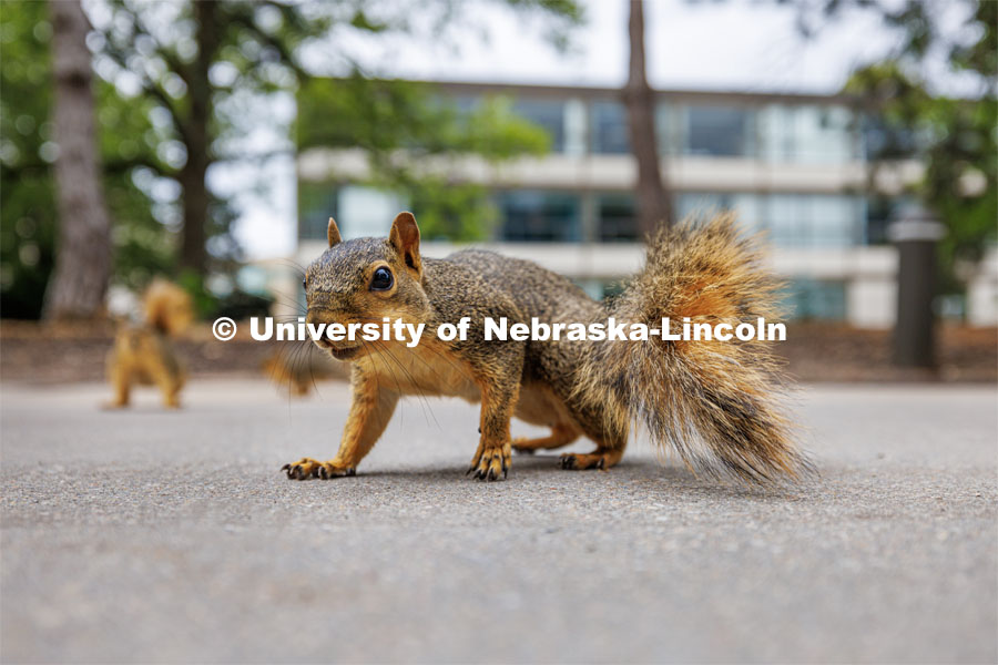University squirrels enjoying some peanuts. July 7, 2023. Photo by Craig Chandler / University Communication.