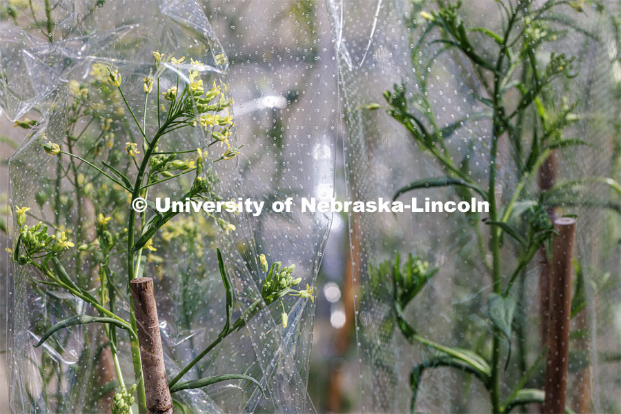 Camelina grows in a greenhouse on UNL’s East Campus. Ed Cahoon is leading an interdisciplinary team representing eight institutions in exploring how camelina and pennycress could help replace petroleum-based products and mitigate the effects of climate change. Photo used for 2022-2023 Annual Report on Research at Nebraska. July 10, 2023. Photo by Craig Chandler / University Communication.