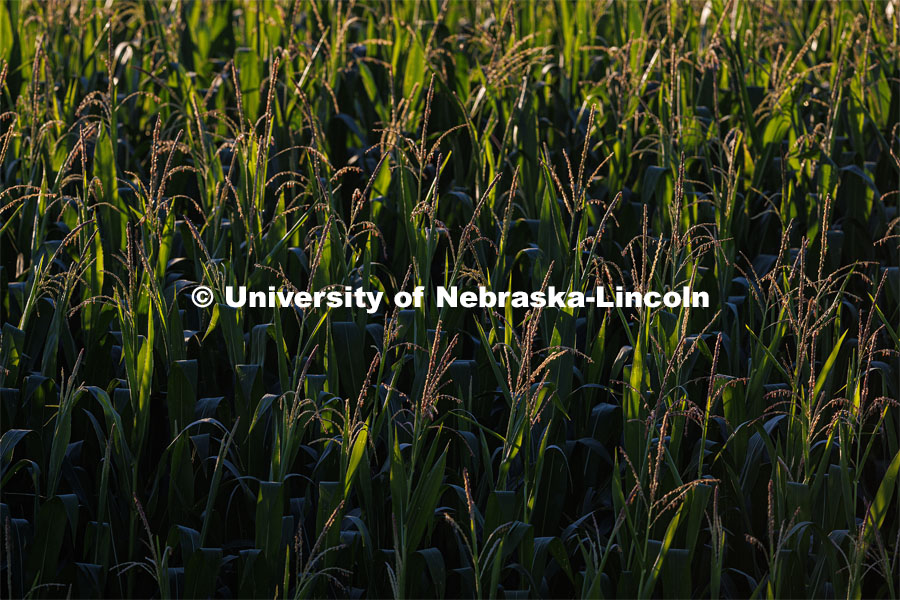 Corn tassels sparkle in the morning light. July 11, 2023. Photo by Craig Chandler / University Communication.