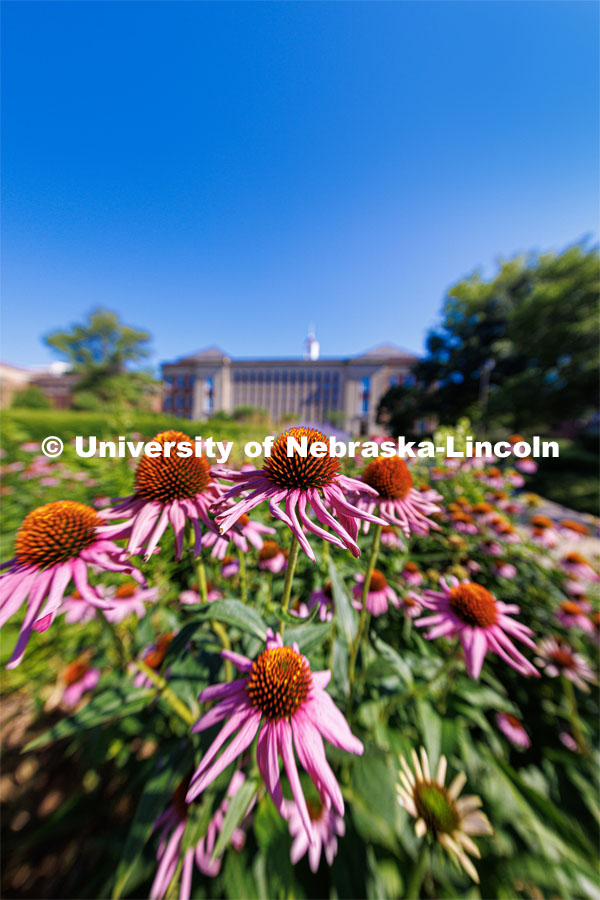 Cone flowers bloom in the Love Garden outside Love Library. July 11, 2023. Photo by Craig Chandler / University Communication. 