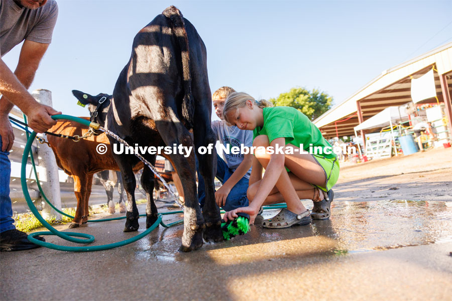 Fair goers wash their calf as they ready it for the show. 4H/FFA Beef Show at the Gage County Fair and Expo in Beatrice. July 28, 2023. Photo by Craig Chandler / University Communication.