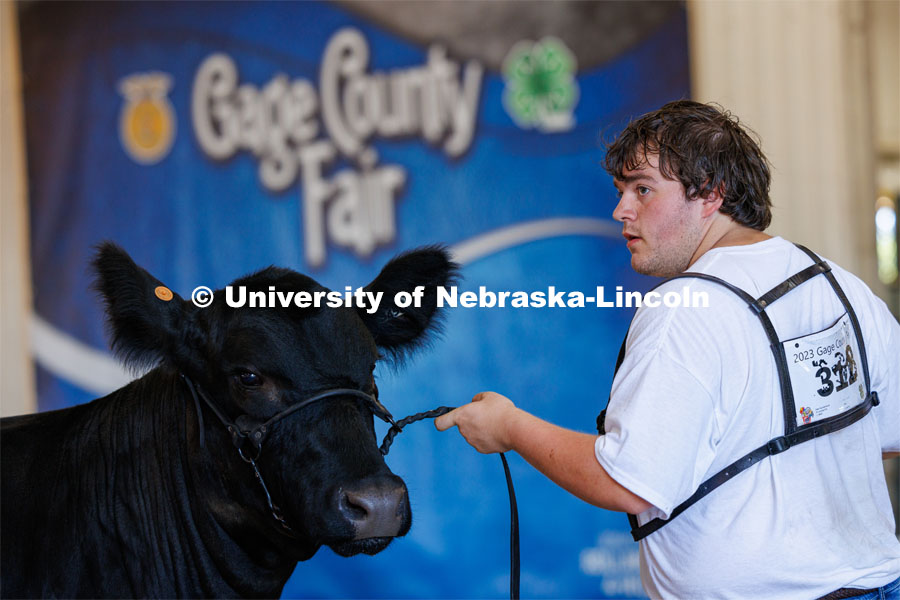 A fair goer leads his cow around the ring. 4H/FFA Beef Show at the Gage County Fair and Expo in Beatrice. July 28, 2023. Photo by Craig Chandler / University Communication.