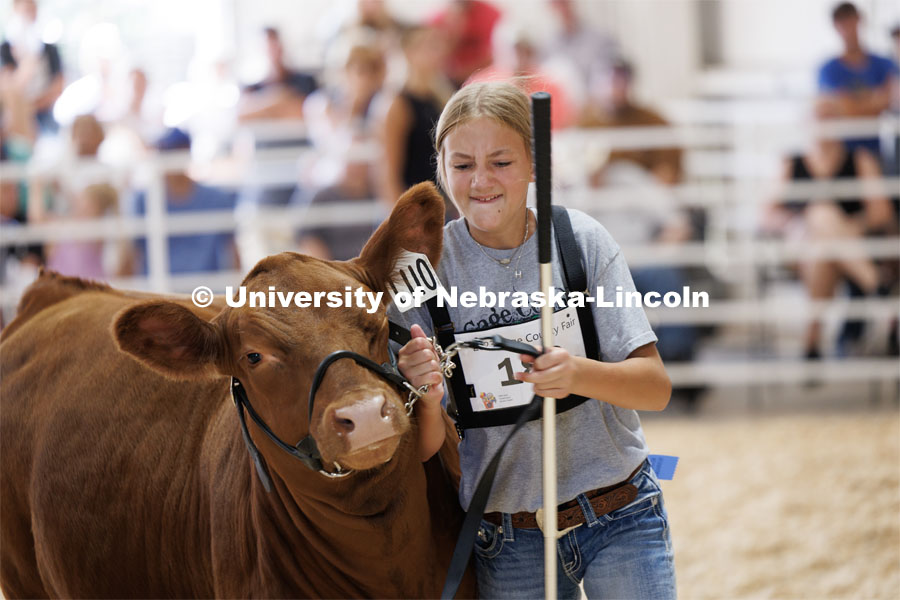 Halle Goes of Courtland wrestles with her cow during the intermediate division beef showmanship competition. 4H/FFA Beef Show at the Gage County Fair and Expo in Beatrice. July 28, 2023. Photo by Craig Chandler / University Communication.
