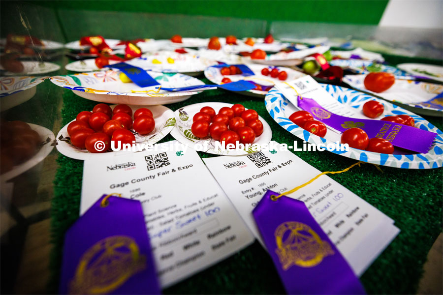 Fair entries of tomatoes are displayed on a table. 4H/FFA Beef Show at the Gage County Fair and Expo in Beatrice. July 28, 2023. Photo by Craig Chandler / University Communication.