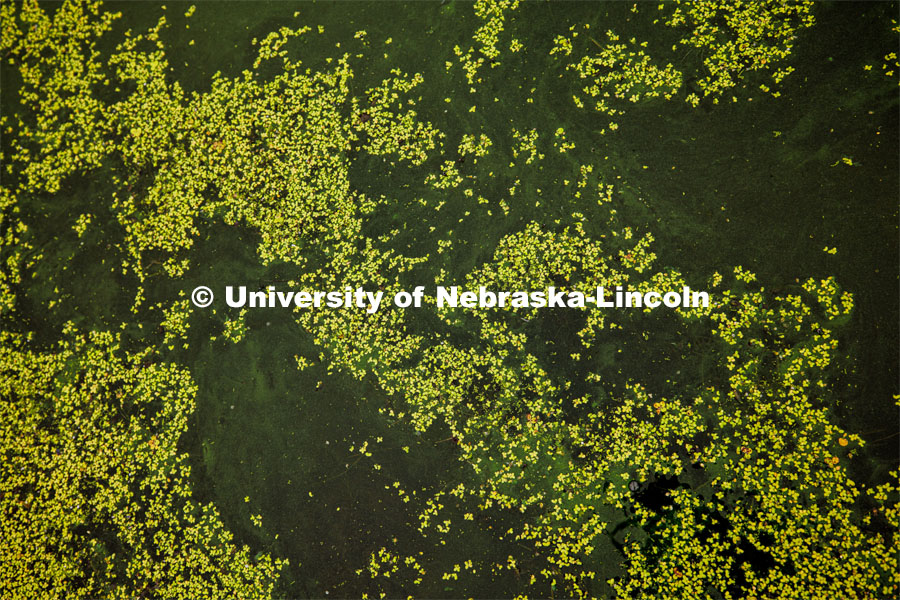 Drone-captured image of algae growing on a lake. John DeLong collects water samples from Wildwood Lake northwest of Lincoln. DeLong published the first study investigating and demonstrating the effects of “virovory” – the phenomenon of Halteria eating infectious chloroviruses in an aquatic habitat. The experiments showed, for the first time, that a virus-only diet can fuel physiological growth and even population growth of an organism. Photo used for 2022-2023 Annual Report on Research at Nebraska. August 3, 2023. Photo by Craig Chandler/ University Communication.