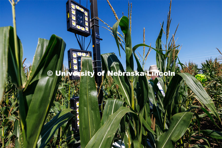 James Schnable’s group is testing Phenobot, a robot that measures leaf angle on corn to see how well the plant is performing photosynthesis. What used to be done by hand using protractors is now quickly done by a camera fitted with cameras and lights being guided up and down the rows. August 10, 2023. Photo by Craig Chandler/ University Communication.