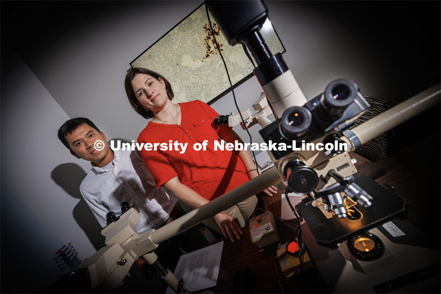 Husker scientists Hiep Vu, associate professor with UNL’s Department of Animal Science, and Sarah Sillman, assistant professor with UNL’s School of Veterinary Medicine and Biomedical Sciences and the Nebraska Veterinary Diagnostic Center, have received a $627,000 federal grant to study possibilities for boosting immunity against a viral disease posing a major threat to the swine industry worldwide. 
