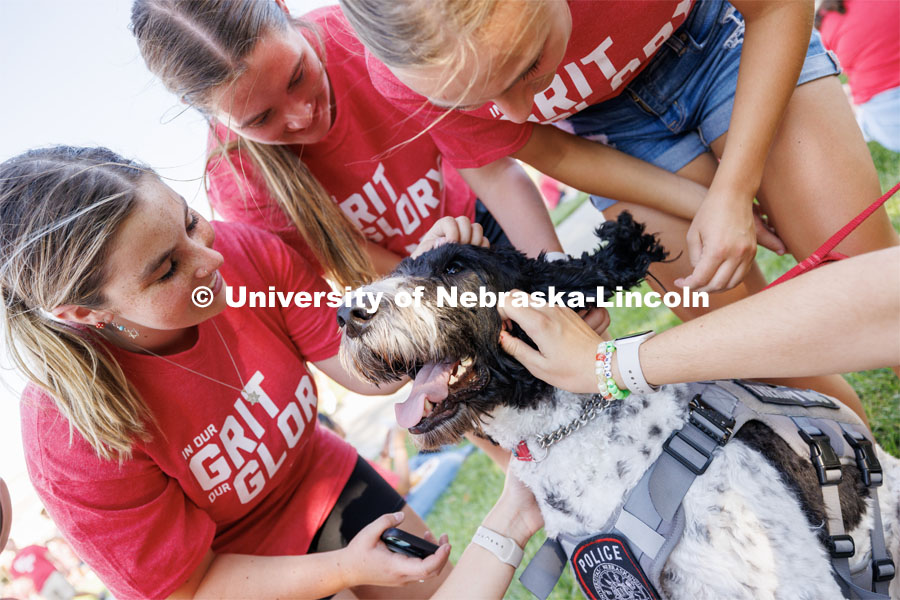 Cash, the UNLPD therapy dog attracts a crowd at the Chancellor’s BBQ in the green space between the Nebraska Union and Kauffmann Academic Residence Center. August 18, 2023. Photo by Matthew Strasburger / University Communication.