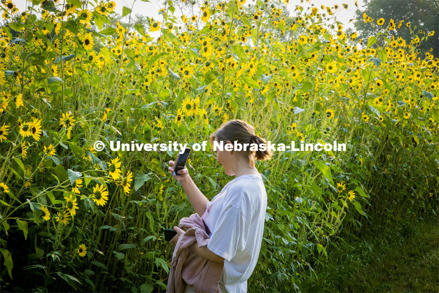 Katie Black takes pictures of sunflowers at Prairie Pines. About Lincoln at Prairie Pines. August 29, 2023. Photo by Kristen Labadie / University Communication.