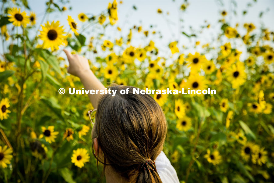 Katie Black points to a sunflower at Prairie Pines. About Lincoln at Prairie Pines. August 29, 2023. Photo by Kristen Labadie / University Communication.