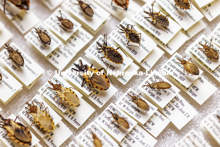 Multiple species of kissing bugs from Brazil which carry chagas disease are preserved in the parasitology lab. Scott Gardner works with samples in his lab. He has several NSF-funded One Health projects related to parasitology. Photo used for 2022-2023 Annual Report on Research at Nebraska. September 6, 2023. Photo by Craig Chandler / University Communication.