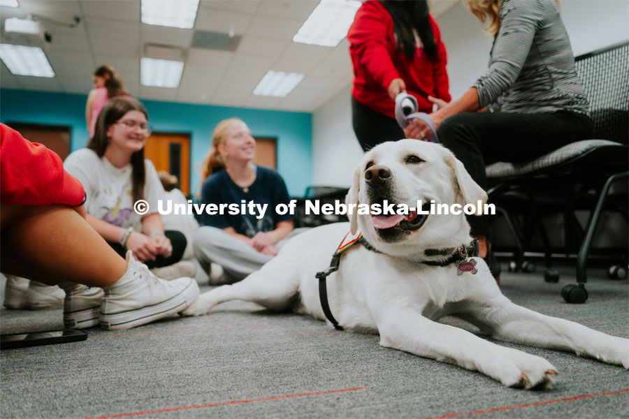 Students pet therapy dog, Aspen in the Love Library and Dinsdale Family Learning Commons to de-stress during Big Red Pawp-Up. Therapy dogs on campus. September 7, 2023. Photo by Jonah Tran / University Communication.