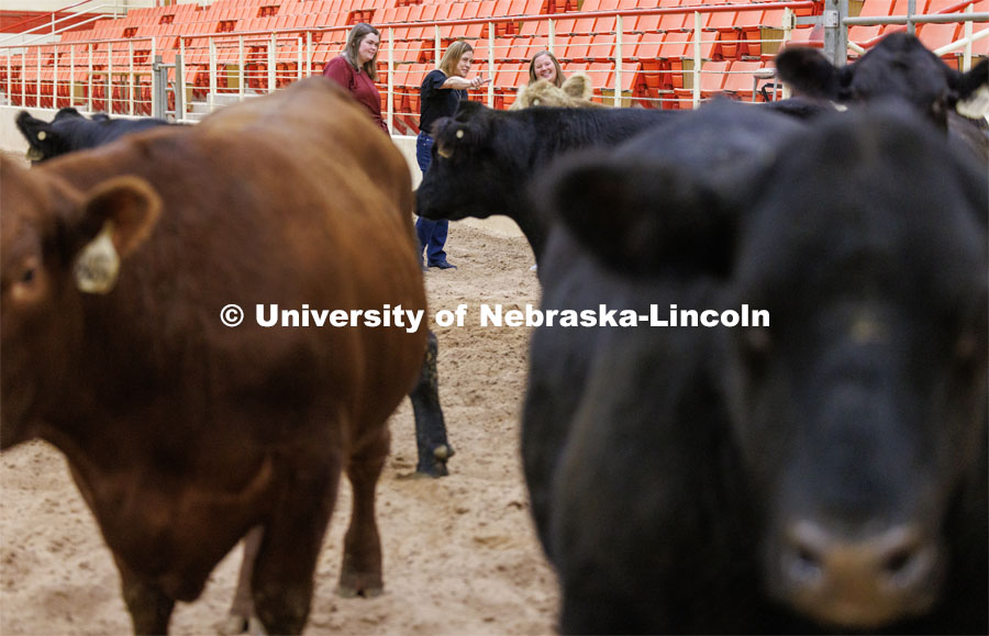 Jessica Petersen Associate Professor of Animal Science, center, gestures while talking with grad students Mackenzie Batt, left, and Lauren Seier about beef cattle in the animal science arena on East Campus. All are part of a five-person Husker team whose research can expand the range of genetic tools used by breeders to boost cattle growth efficiency. An increase in feed efficiency of just 1% would save the U.S. cattle sector more than $11 million a year. September 15, 2023. Photo by Craig Chandler / University Communication.