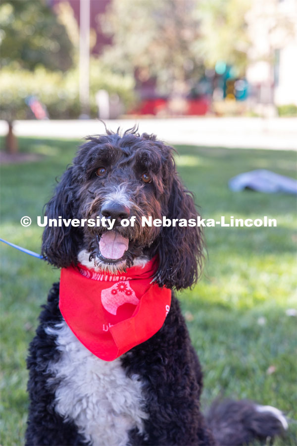 DogFest is a free event held on city campus that is organized by the university’s Canine Cognition and Human Interaction Laboratory where people can participate in dog activities, demonstrations, view dog-related products and services, or grab lunch at a food truck. The lab, part of the Department of Psychology and the Center for Brain, Biology and Behavior, was established by Jeffrey Stevens, Susan J. Rosowski Professor of Psychology, in 2018. October 7, 2023. Photo by Abby Durheim for University Communication.