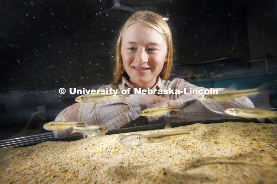 Ella Humphrey, a sophomore in Fisheries and Wildlife, is researching the Bigmouth Shiner in multiple tanks in the Aquatic Biodiversity and Conservation (ABC) Lab. November 14, 2023. Photo by Craig Chandler / University Communication and Marketing