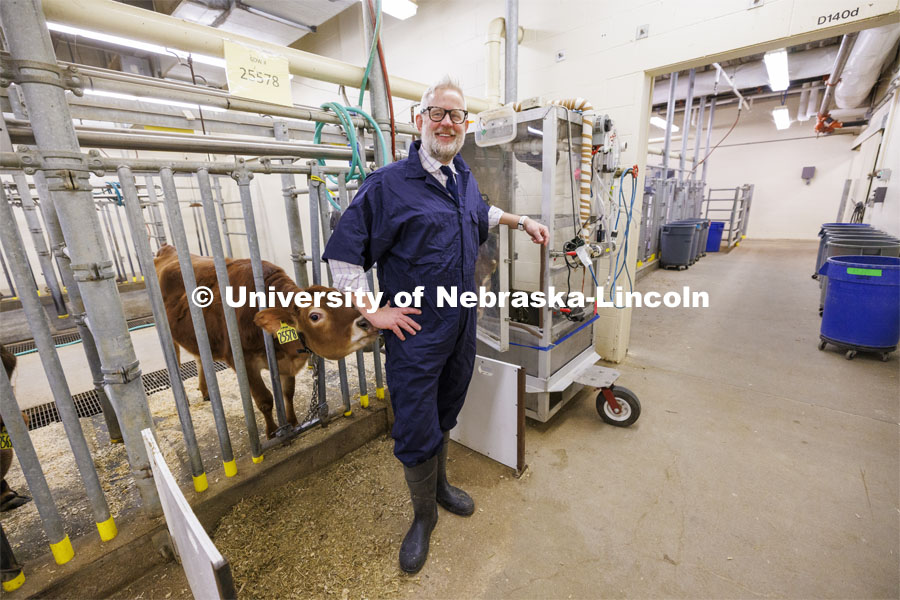 Paul Kononoff, Professor of Animal Science, is nudged by Spice, a jersey cow, while being photographed with the air collection booth used to measure methane gas produced by cattle. To measure the gas, a cow is surrounded by a phone-booth like structure where the cow eats and drinks as the air is collected and sampled. December 15, 2023. Photo by Craig Chandler / University Communication and Marketing.