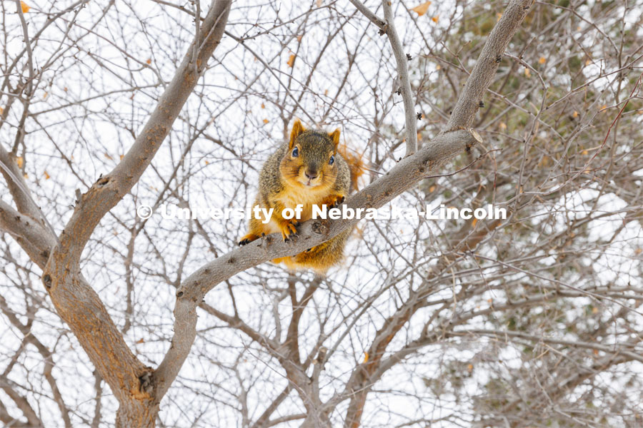 A squirrel rests on a tree branch on City Campus. January 17, 2024. Photo by Craig Chandler / University Communication and Marketing.