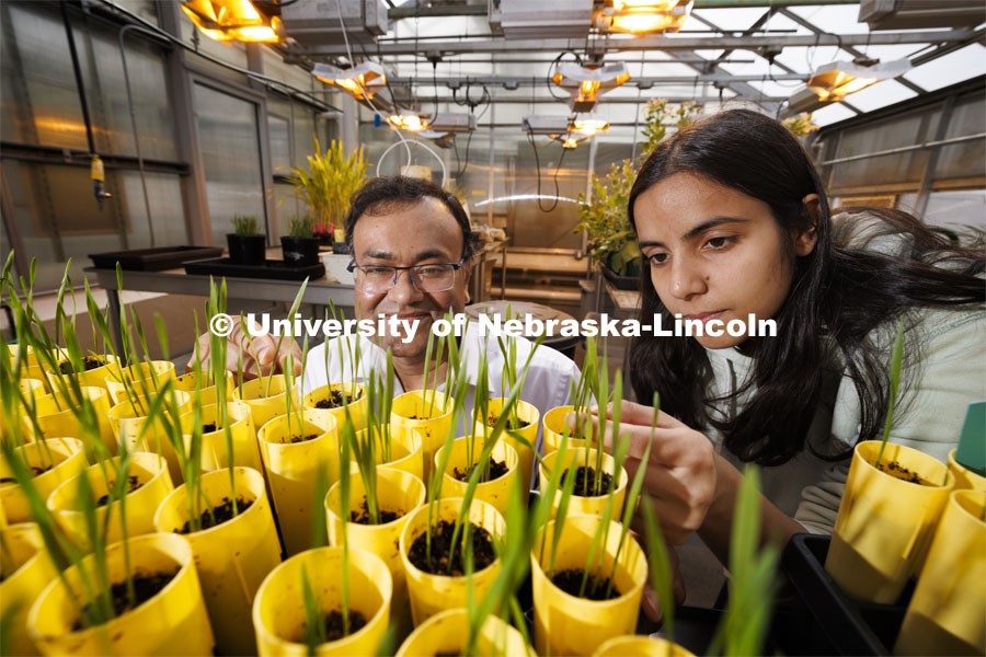 Shaonpius Mondal and graduate student Sofiya Arora look over wheat plants growing in an east campus greenhouse. The wheat will be used to study mite viruses introduced onto the plants. Shaonpius Mondal, Assistant Professor of Entomology, is doing research into mite- and aphid-borne viruses that are causing major concern for producers of wheat and small grains. March 13, 2024. Photo by Craig Chandler / University Communication and Marketing.