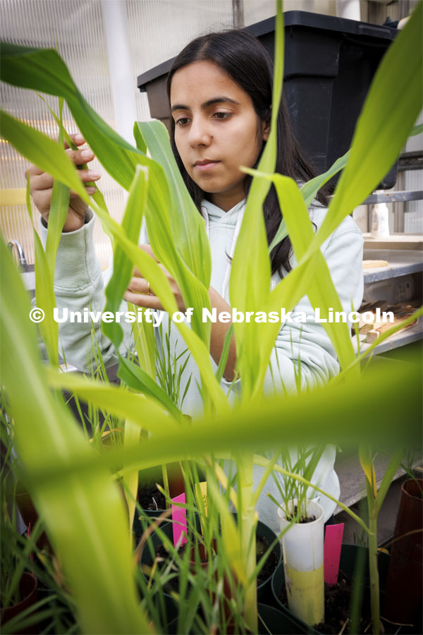 Graduate student Sofiya Arora looks over corn and wheat plants growing in an east campus greenhouse. The plants will be used to study mite viruses introduced onto the plants. Shaonpius Mondal, Assistant Professor of Entomology, is doing research into mite- and aphid-borne viruses that are causing major concern for producers of wheat and small grains. March 13, 2024. Photo by Craig Chandler / University Communication and Marketing.