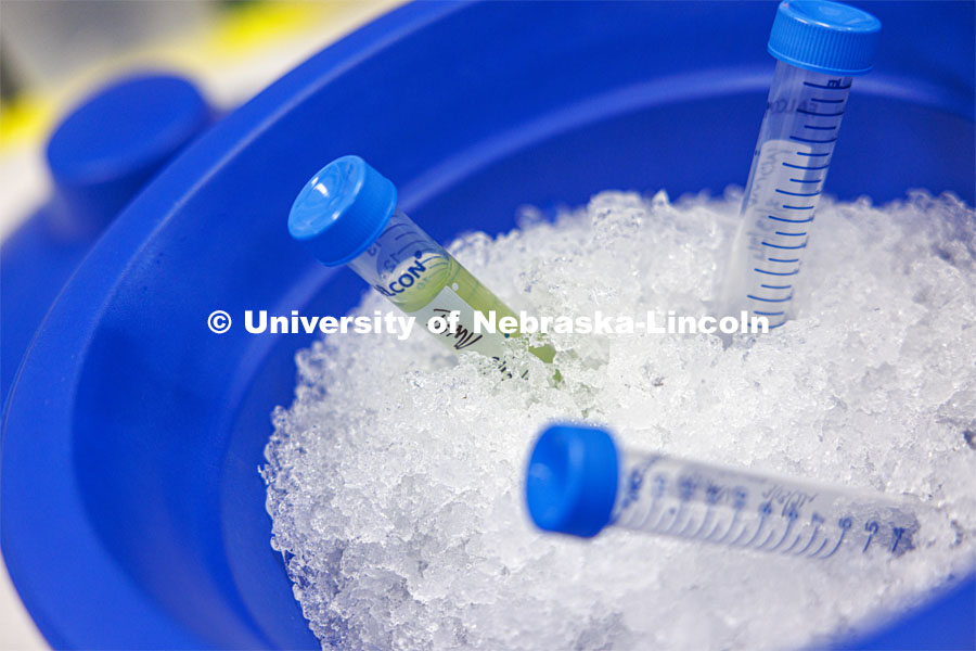 Vials sit in a bucket of ice. Shaonpius Mondal, Assistant Professor of Entomology, is doing research into mite- and aphid-borne viruses that are causing major concern for producers of wheat and small grains. March 13, 2024. Photo by Craig Chandler / University Communication and Marketing.