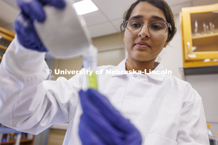 Nikhitha Gangavarapu works in Shaonpius Mondal’s lab. Shaonpius Mondal, Assistant Professor of Entomology, is doing research into mite- and aphid-borne viruses that are causing major concern for producers of wheat and small grains. March 13, 2024. Photo by Craig Chandler / University Communication and Marketing.