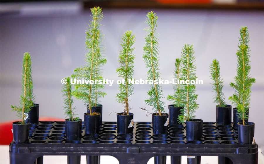 Colorado Blue Spruce seedlings sit in their growing rack. Jack Hilgert, Conservation Education Coordinator for the Nebraska Forest Service, teaches second graders about trees at Humboldt Table Rock Steinauer school in Humboldt-Table Rock-Steinauer school in Humboldt, Nebraska. Each student was given a Colorado blue spruce seedling to raise in the classroom while they learn about trees. March 25, 2024. Photo by Craig Chandler / University Communication and Marketing.