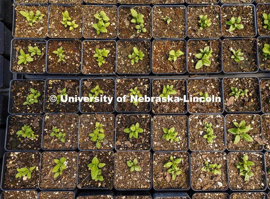 A tray of cinquefoil plants await their tags. 2024 Spring Affair plant sale by the Nebraska Statewide Arboretum is April 25-27. April 15, 2024. Photo by Craig Chandler / University Communication and Marketing.