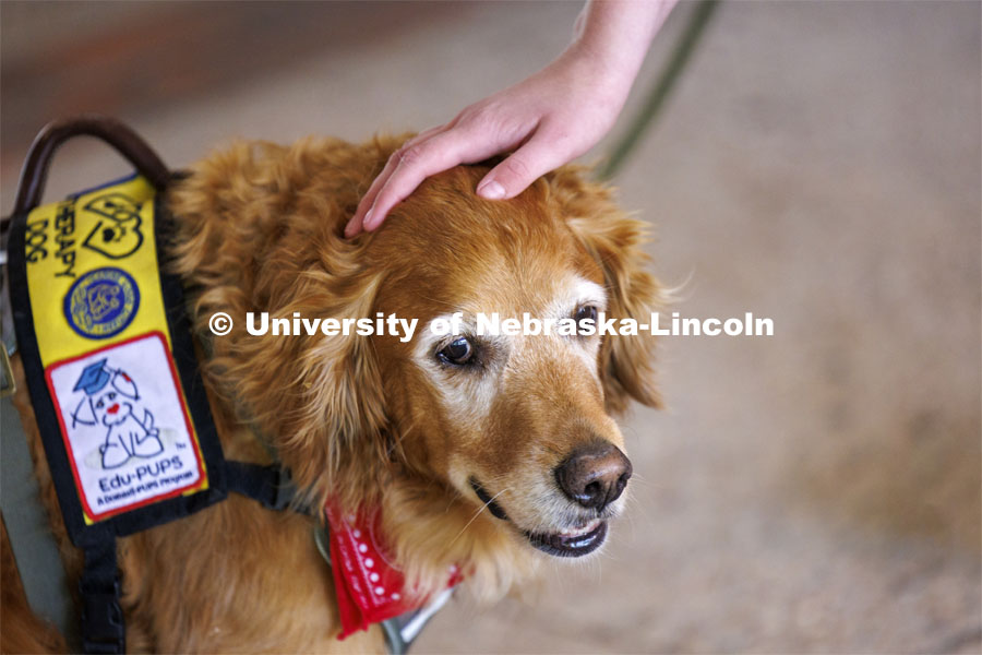 Remington gets a head scratch. Therapy dogs from Domesti-PUPS are on campus this week from 1-2 pm in-between Love Library North and South. Finals week on campus. May 14, 2024. Photo by Craig Chandler / University Communication and Marketing.