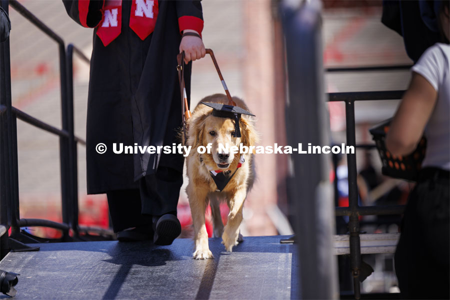Carson, the guide dog for Julia Rucker, guides Rucker across stage sporting his own mortar board and bow tie. Undergraduate Commencement in Memorial Stadium. May 18, 2024. Photo by Craig Chandler / University Communication and Marketing.