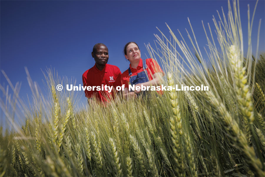 The university developed this new wheat variety through a group effort headed by Stephen Wegulo, professor of plant pathology and plant pathologist for Nebraska Extension, and Katherine Frels, Nebraska’s small grains breeder and an assistant professor of agronomy and horticulture. Frels, right, and Wegulo look over the test plots of NE Prism CLP, a new disease-resistant wheat variety being grown in a test plot northeast of Fairbury, Nebraska. June 6, 2024. Photo by Craig Chandler / University Communication and Marketing.