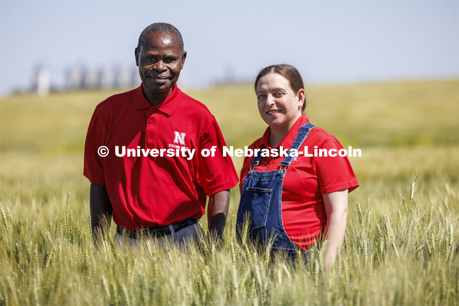 The university developed this new wheat variety through a group effort headed by Stephen Wegulo, professor of plant pathology and plant pathologist for Nebraska Extension, and Katherine Frels, Nebraska’s small grains breeder and an assistant professor of agronomy and horticulture. The test plots of NE Prism CLP, a new disease-resistant wheat variety being grown in a test plot northeast of Fairbury, Nebraska. June 6, 2024. Photo by Craig Chandler / University Communication and Marketing.