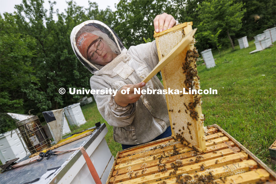 Shelby Kittle gently brushes bees from a frame filled with honey so the frames can be taken back to the bee lab for honey harvesting. Kittle, research technician and graduate student in entomology, removes frames from beehive on east campus. Hives are checked as sections of the hive are brought to the lab when they are full of honey. The UNL Bee Lab team monitors hives at multiple locations, harvesting the honey to use for education and as a fundraiser. June 27, 2024. Photo by Craig Chandler / University Communication and Marketing.