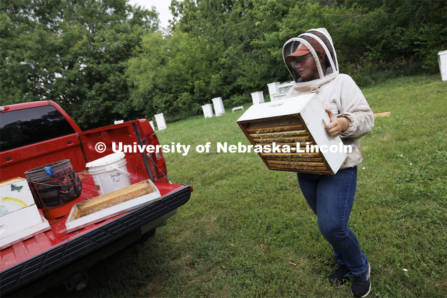 Shelby Kittle carries a level of a beehive to the truck so it can be transported back to the bee lab. Kittle, research technician and graduate student in entomology, removes frames from beehive on east campus. Hives are checked as sections of the hive are brought to the lab when they are full of honey. The UNL Bee Lab team monitors hives at multiple locations, harvesting the honey to use for education and as a fundraiser. June 27, 2024. Photo by Craig Chandler / University Communication and Marketing.