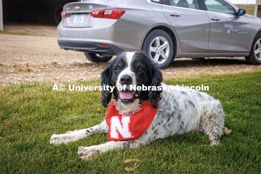 Farm dog decked out in its husker bandana. Farming scenes. Behind the scenes photo for the university's new "Home Again" national advertisement. June 26, 2024. Photo by Kristen Labadie / University Communication.