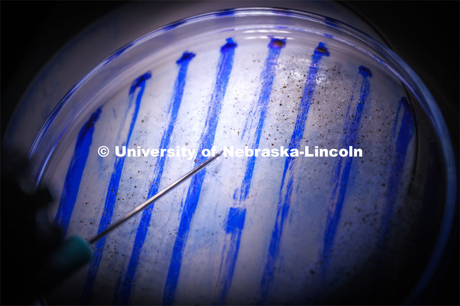 A needle makes it easier to keep track of carbon particles being counted from a Nebraska sandhills soil sample. Benes works with UCARE students Jasmine Pham and Joe Stalder in the same Bessey Hall lab Benes worked in as an undergrad. July 18, 2024. Photo by Craig Chandler / University Communication and Marketing.