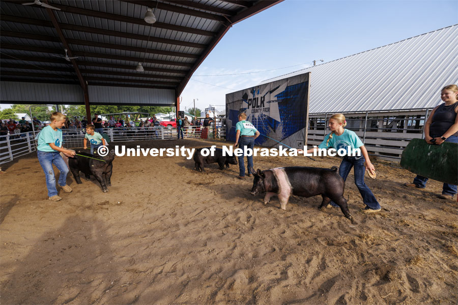 Junior showmanship contestants coax their pigs around the arena. 4-H Polk County Fair in Osceola, Nebraska. July 19, 2024.  Photo by Craig Chandler / University Communication and Marketing.