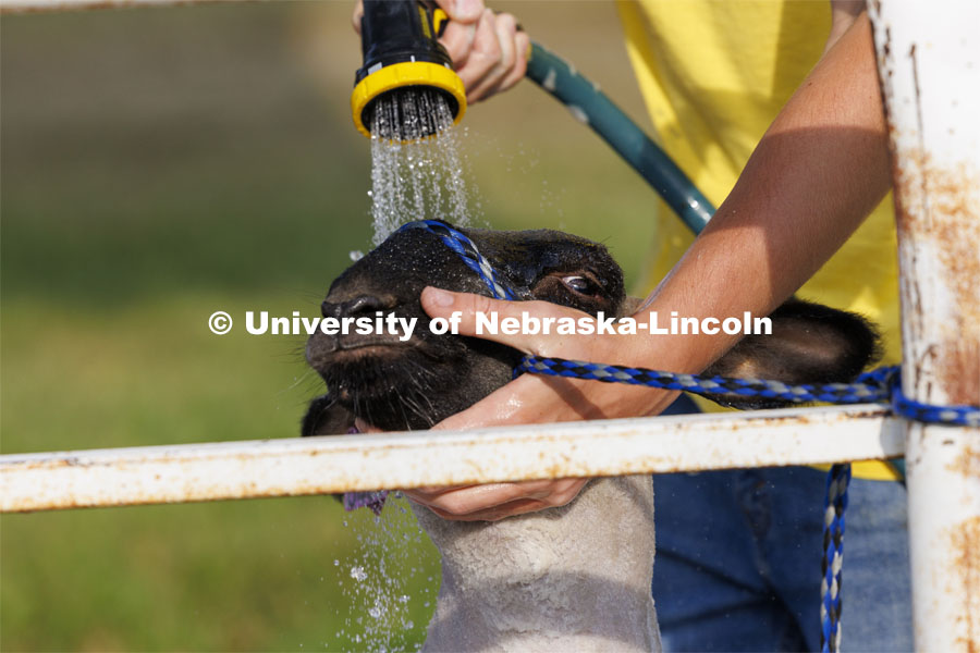 A sheep holds steady as it receives a bath at the wash station. 4-H Polk County Fair in Osceola, Nebraska. July 19, 2024.  Photo by Craig Chandler / University Communication and Marketing.