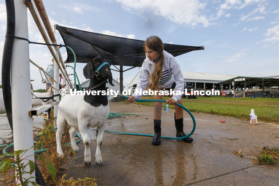 Taytum McLean, of Stromburg, Nebraska washes her goat Caitlin Clark the morning of the goat show. 4-H Polk County Fair in Osceola, Nebraska. July 19, 2024.  Photo by Craig Chandler / University Communication and Marketing.