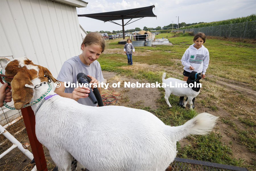 Bently McLean of Stromburg, Nebraska, blows dries her goat while her sister, Taytum waits her turn. 4-H Polk County Fair in Osceola, Nebraska. July 19, 2024.  Photo by Craig Chandler / University Communication and Marketing.