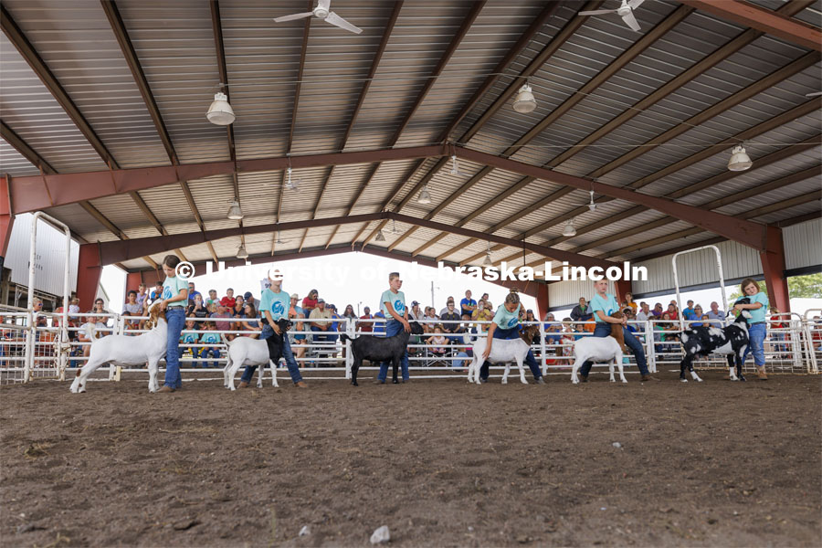 Meat Goat Junior Showmanship competition. 4-H Polk County Fair in Osceola, Nebraska. July 19, 2024. Photo by Craig Chandler / University Communication and Marketing.