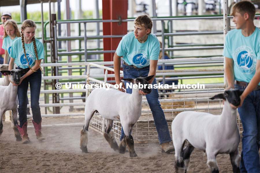 Sheep are paraded in for the Sheep Showmanship competition. 4-H Polk County Fair in Osceola, Nebraska. July 19, 2024. Photo by Craig Chandler / University Communication and Marketing.