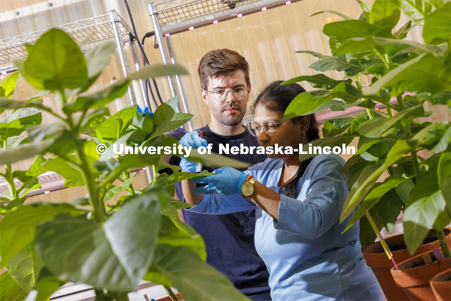 Postdoctoral researchers Benjamin Turc and Asha Kumari take samples from tobacco plants in Kasia Glowacka’s lab. They can then extract RNA to check the expression of a gene involved in plant genomic modification. Glowacka’s lab focuses on research goals including improving crop resistance to abiotic stresses such as low water availability and chilling temperatures. August 13, 2024. Photo by Craig Chandler / University Communication and Marketing.