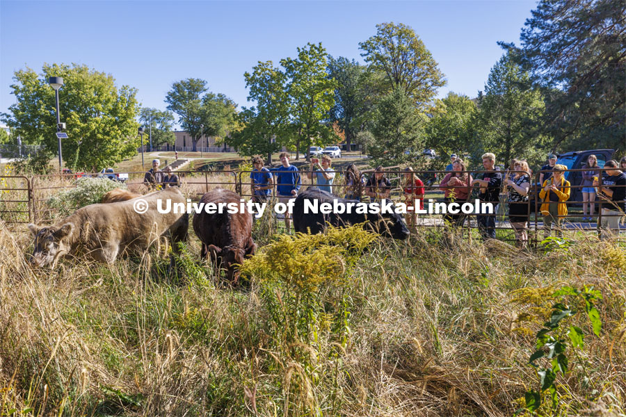 David Wedin, Director of the Grassland Studies Center and Professor in the School of Natural Resources, paneled off an area of the prairie grasses north of Hardin Hall and brought in four head of cattle. The cattle were part of an outdoor teaching lab for students including those in NRES220 Principles of Ecology. September 30, 2024. Photo by Craig Chandler / University Communication and Marketing.